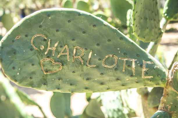 Name auf Kaktusblatt als Beitragsbild für Blog-Post KOPFTURNEN Machen Namen wirklich Leute